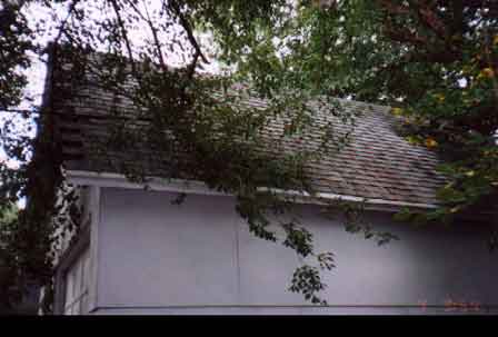 Tree In Contact With Roof